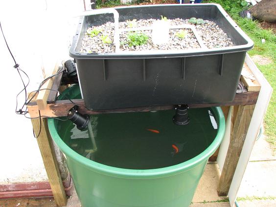 Aquaponics.JPG