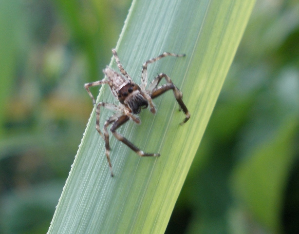 Grandfather spider on lemon grass in aquaponic system.jpg