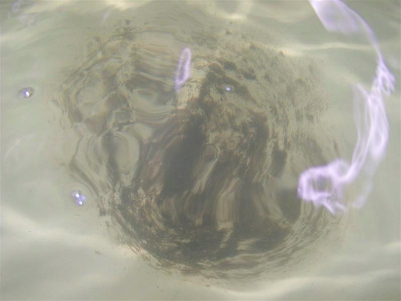 100_0501 (Medium).JPG