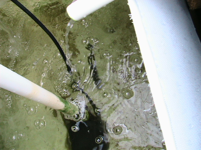 MyBarrelPonics 005.jpg