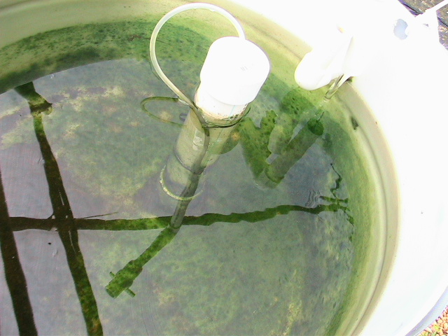 MyBarrelPonics 006.jpg