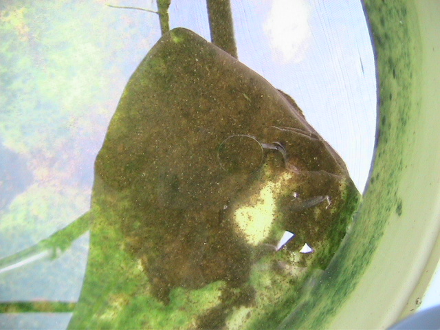 MyBarrelPonics 023.jpg