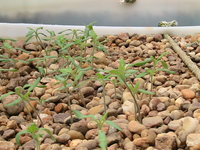 MyBarrelPonics 009.jpg