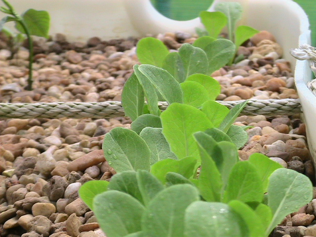 MyBarrelPonics 012.jpg