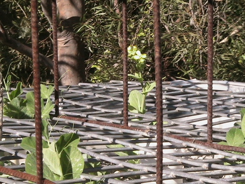 1st of august 2008 003.jpg