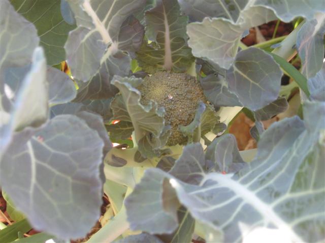 14 August 2008, house aquaponics and dirt garden 025 (Small).jpg