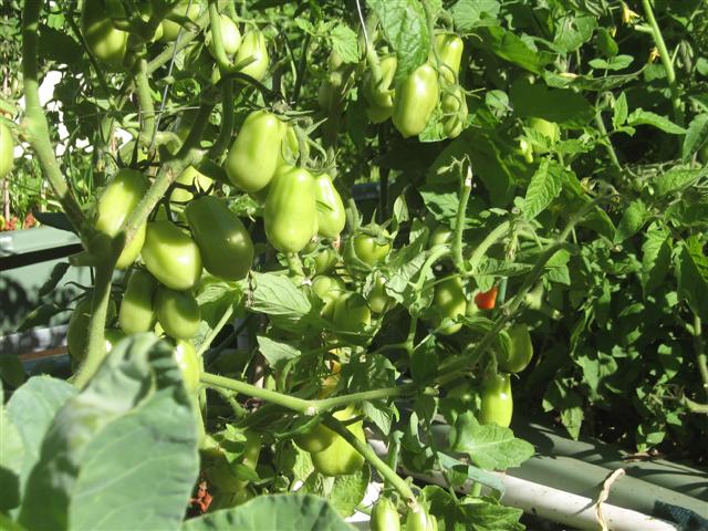 14 August 2008, house aquaponics and dirt garden 027 (Small) (2).jpg