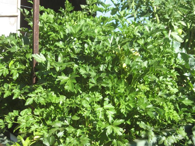 14 August 2008, house aquaponics and dirt garden 026 (Small) (2).jpg