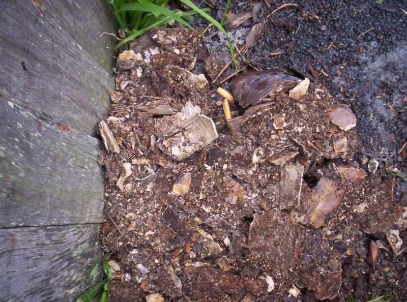 101_3799 (Medium).JPG