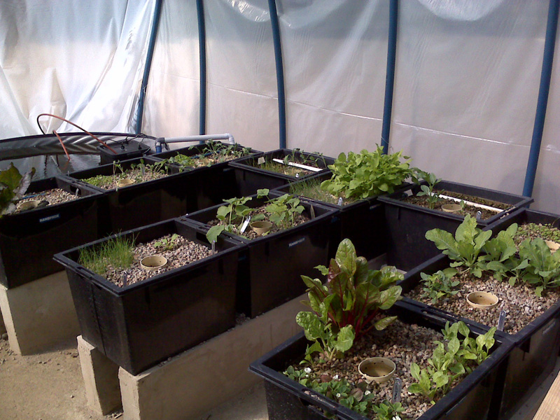 seedlings showing some signs of life.jpg