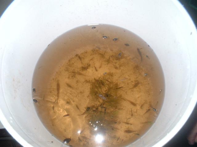 fish and bugs and lots of prawns.jpg