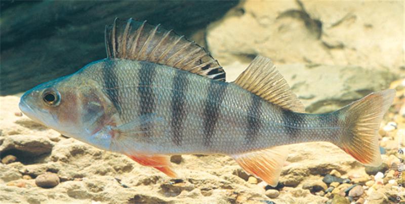 redfin_perch (Medium).jpg