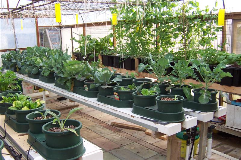 Plant growth in AP Autopots 31 August 2008 001 (Medium) (2).jpg