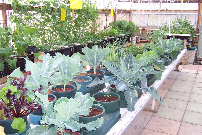 Plant growth in AP Autopots 31 August 2008 002 (Medium).jpg