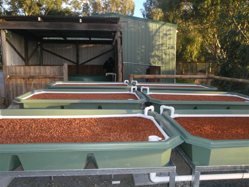 P5270129 (Medium).JPG