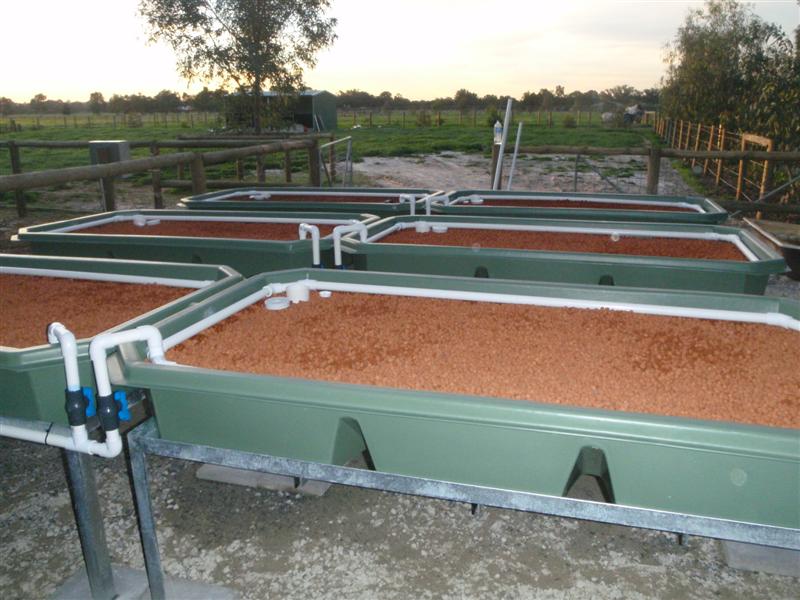 P5270135 (Medium).JPG