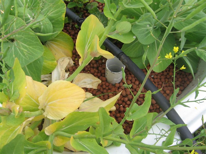 siphon 002 (Medium).jpg