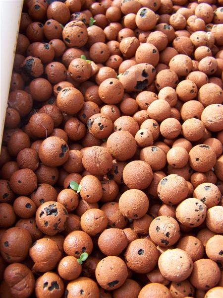 100_0838 (Medium).JPG