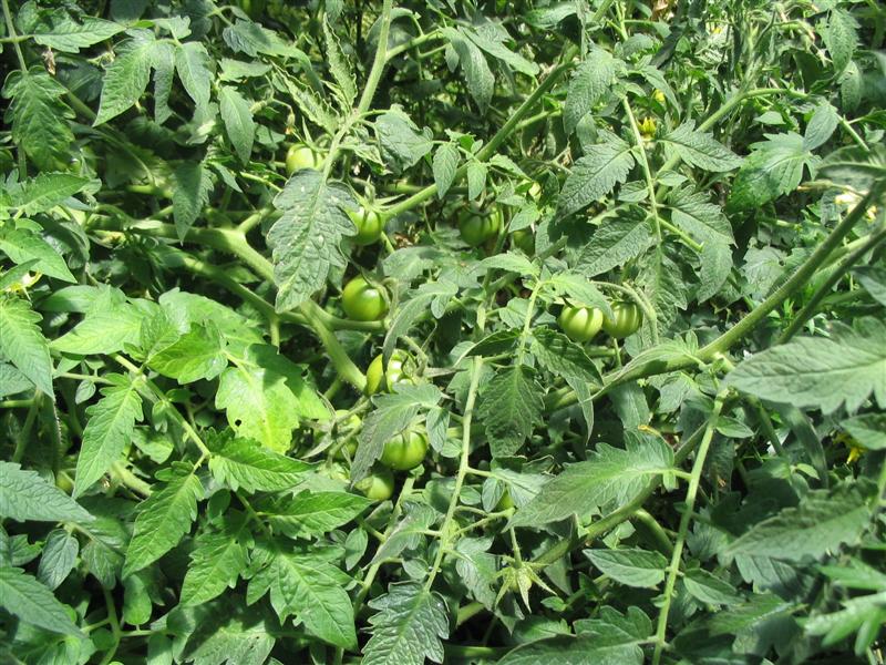 IMG_1939 (Medium).jpg