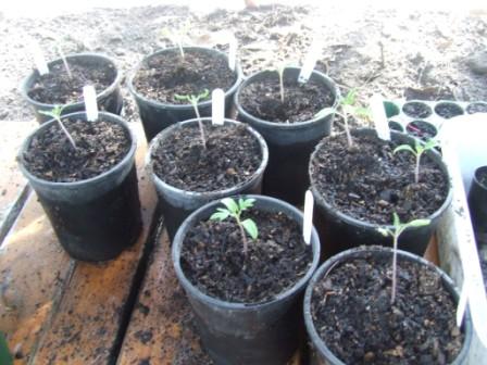 hothouse and veggie patch 010 comp.jpg