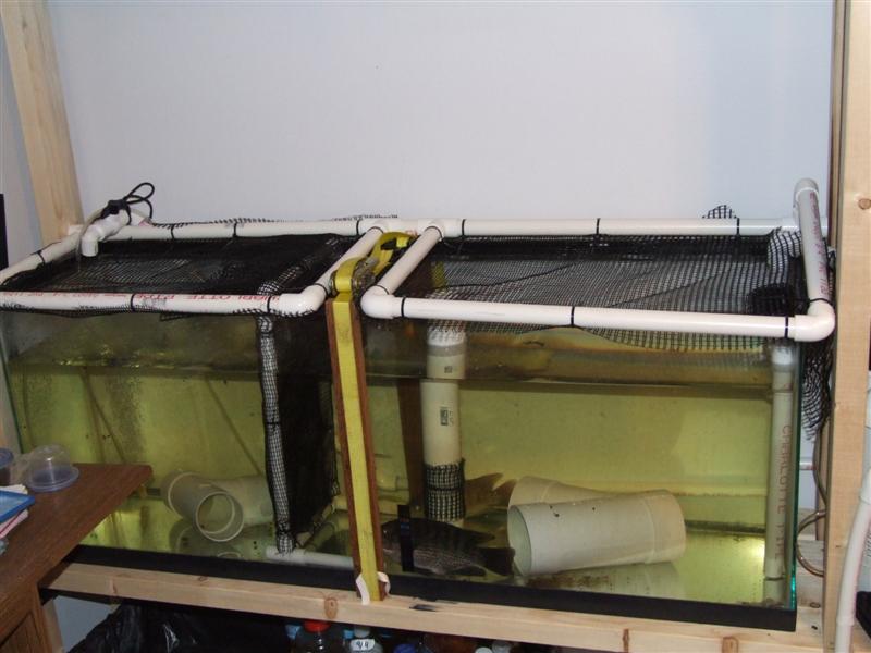 Aquarium hat (Medium).JPG