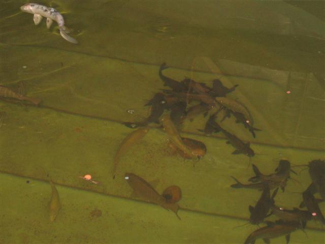 9 September harvest 004 (Small).jpg