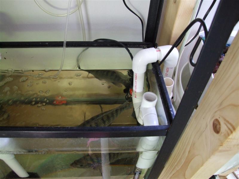 drain one pre suck valve (Medium).JPG