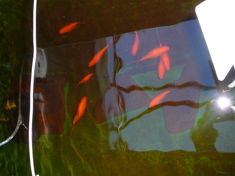 13-09-'08 008 (Medium).jpg