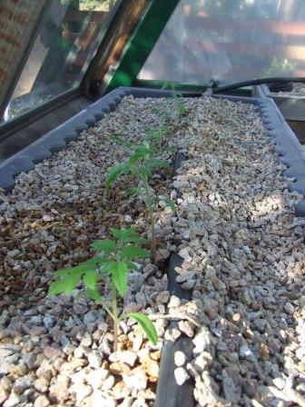 veggie patch and yabbies 14-9-08 007 comp.jpg