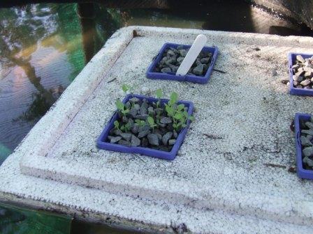 veggie patch and yabbies 14-9-08 013 comp.jpg