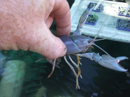 veggie patch and yabbies 14-9-08 009 comp.jpg