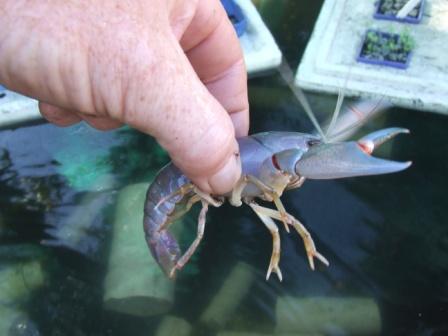 veggie patch and yabbies 14-9-08 010 comp.jpg