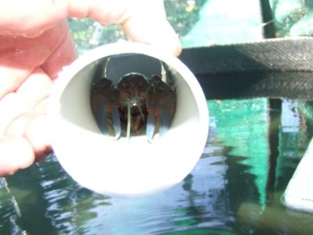 veggie patch and yabbies 14-9-08 011 comp.jpg