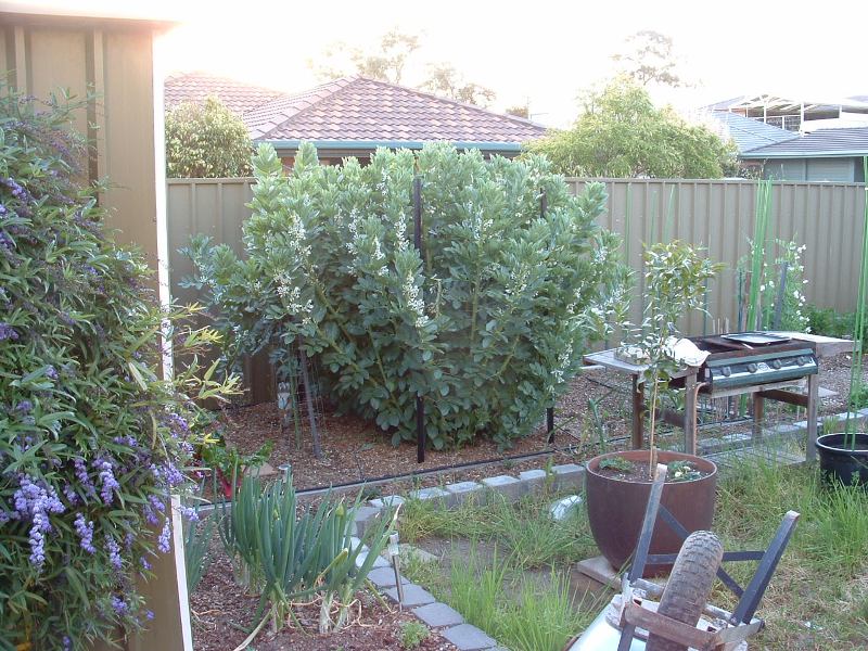 Broadbean mayhem.JPG