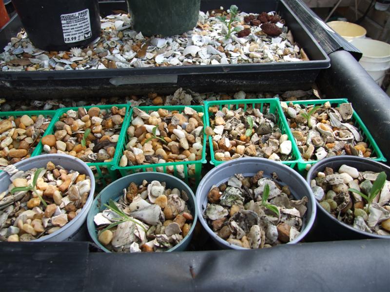 close up baskets (Medium).JPG