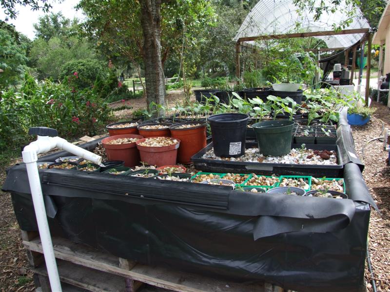 nursery bed (Medium).JPG