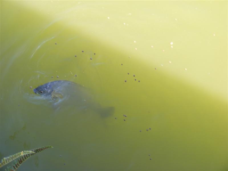 DSCF5248 (Medium).JPG