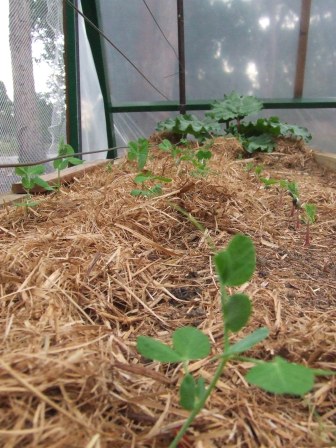 veggie patch 22-9-08 001.JPG