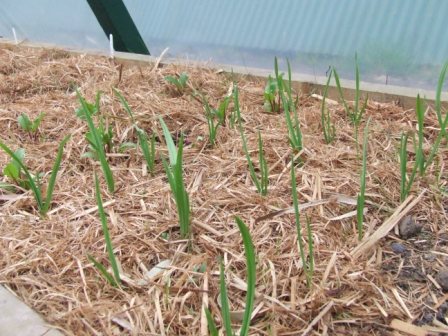 veggie patch 22-9-08 004.JPG
