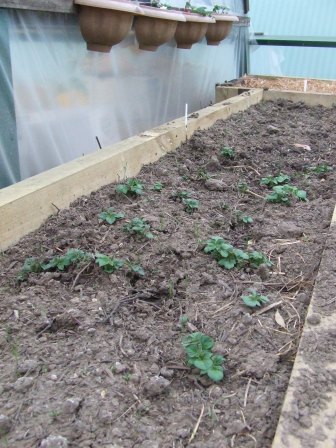 veggie patch 22-9-08 005.JPG