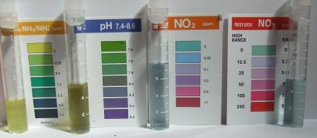 yabbie tests 23-9-08 002.JPG