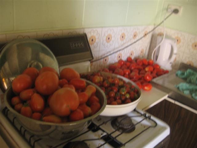 2 week old seedlings 007 (Small).jpg