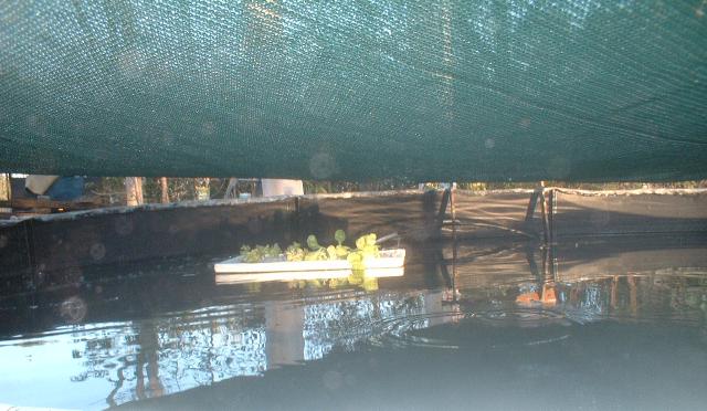 see, it is an aquaponics system.jpg