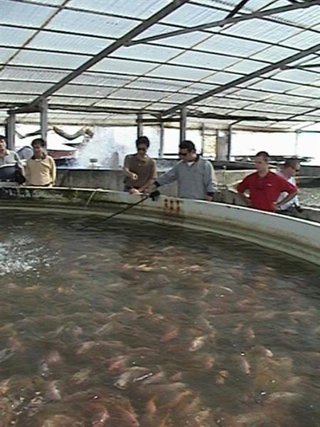 tilapia1 (Medium).jpg