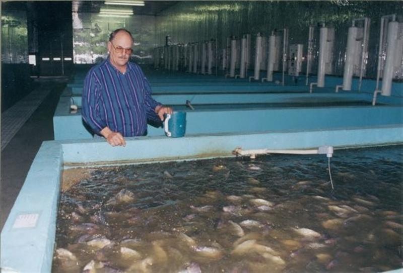 tilapia2 (Medium).jpg