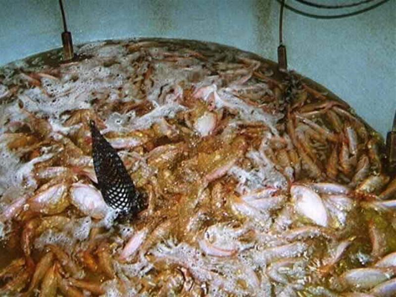 tilapia-harvest (Medium).jpg