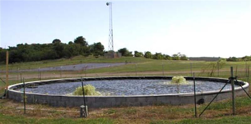 tilapia-tank (Medium).jpg