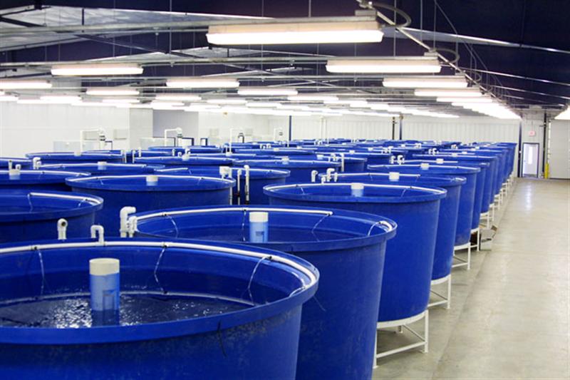 KeetonTanksTilapia (Medium).jpg