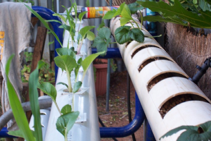 aquaponics 056.jpg