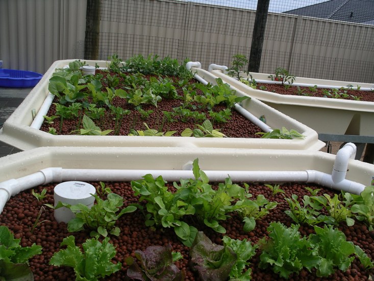 Aquaponics 1forum.jpg